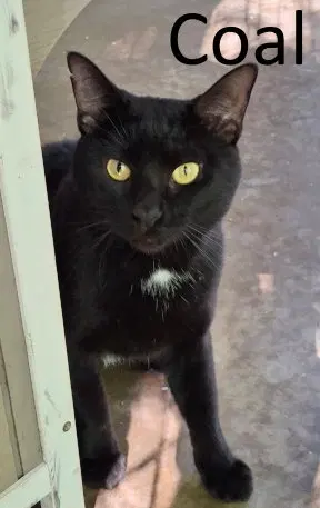 Coal, a young male cat up for adoption