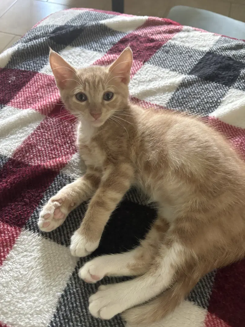 Fabio, a male cat up for adoption