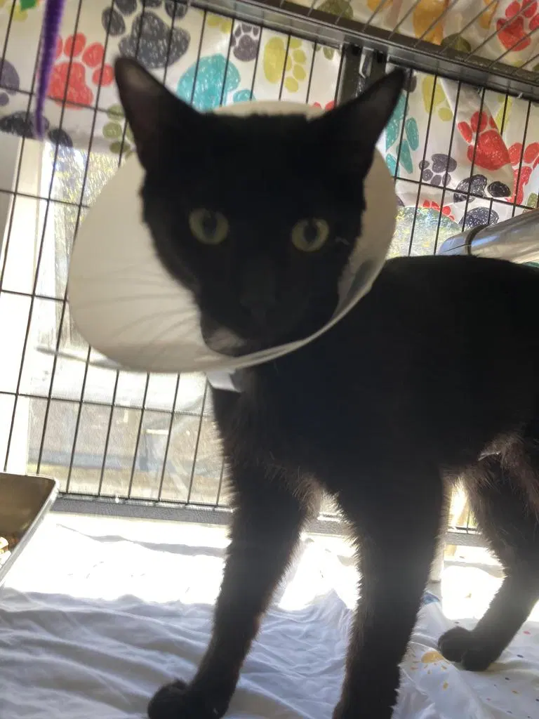 Donkey, a young female cat up for adoption