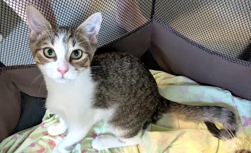 Kitten Sparrow, a female Tabby kitten up for adoption
