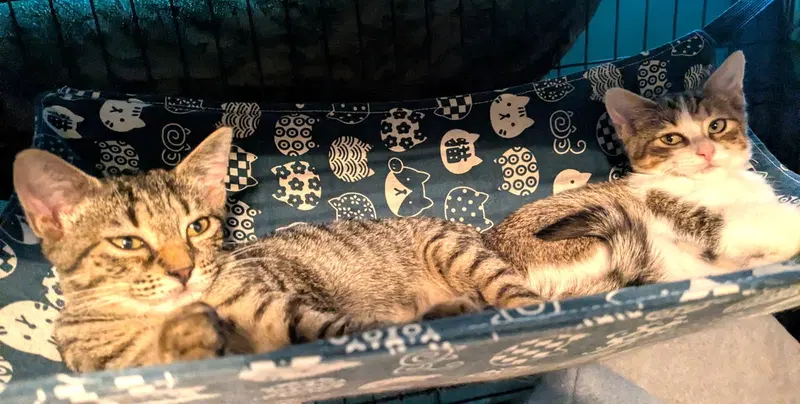 Kitten Sparrow, photo 2