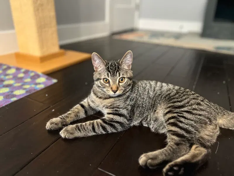 Gobi, a male cat up for adoption