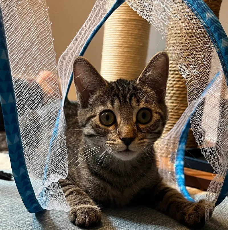 Mojave, a female cat up for adoption
