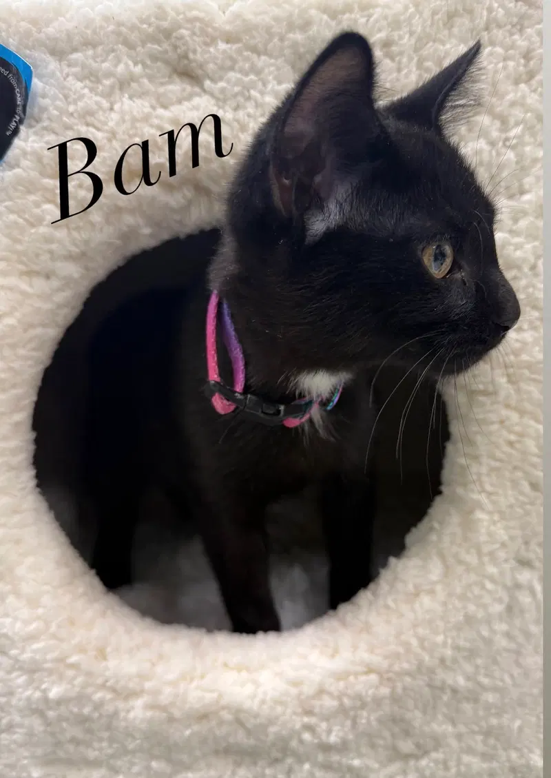 Bambino, photo 2