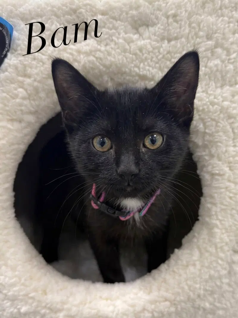 Bambino, a male kitten up for adoption