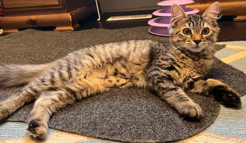 Kalahari, a female cat up for adoption