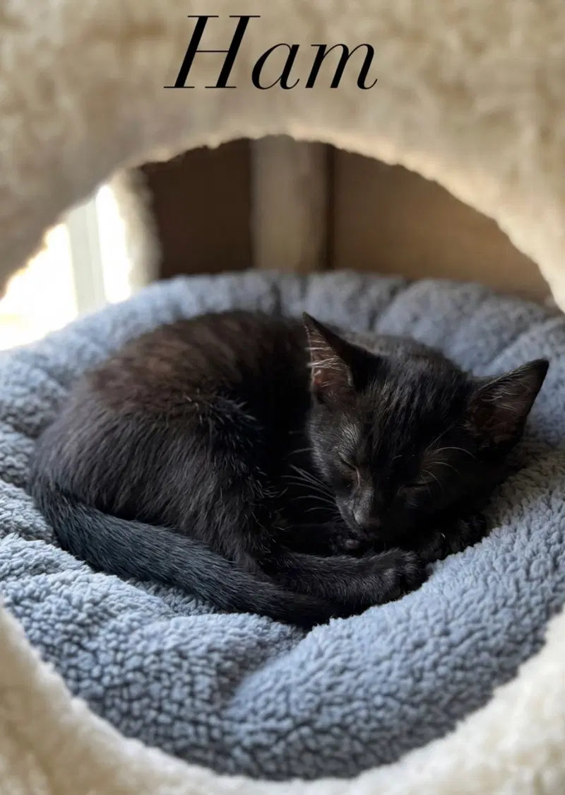 Ham, a male kitten up for adoption