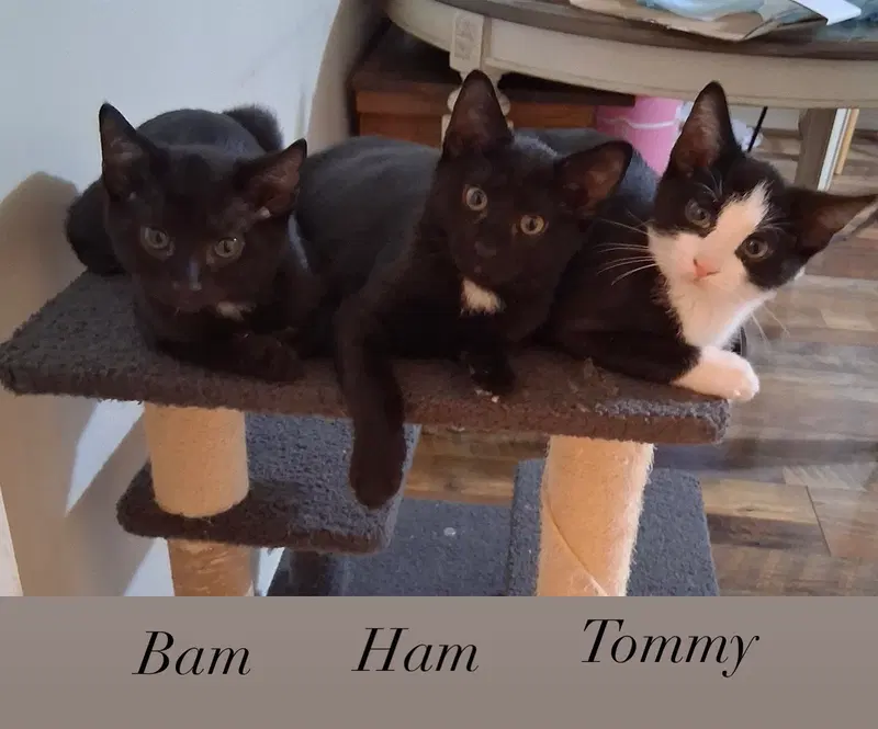 Ham, photo 4
