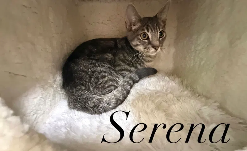 Serena, photo 2