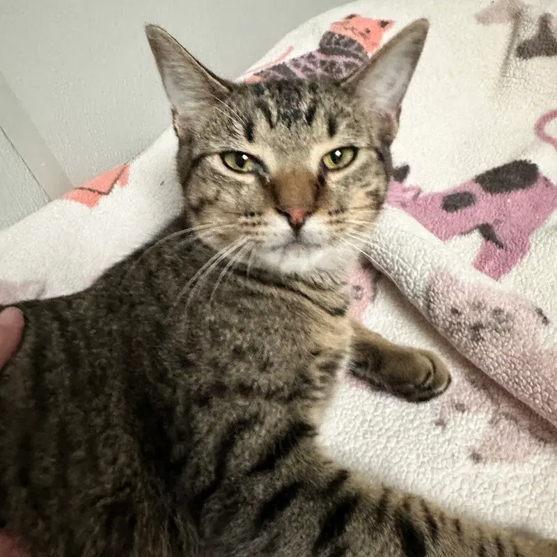 Chad, a young male cat up for adoption