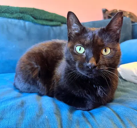 Watch the video of Watson