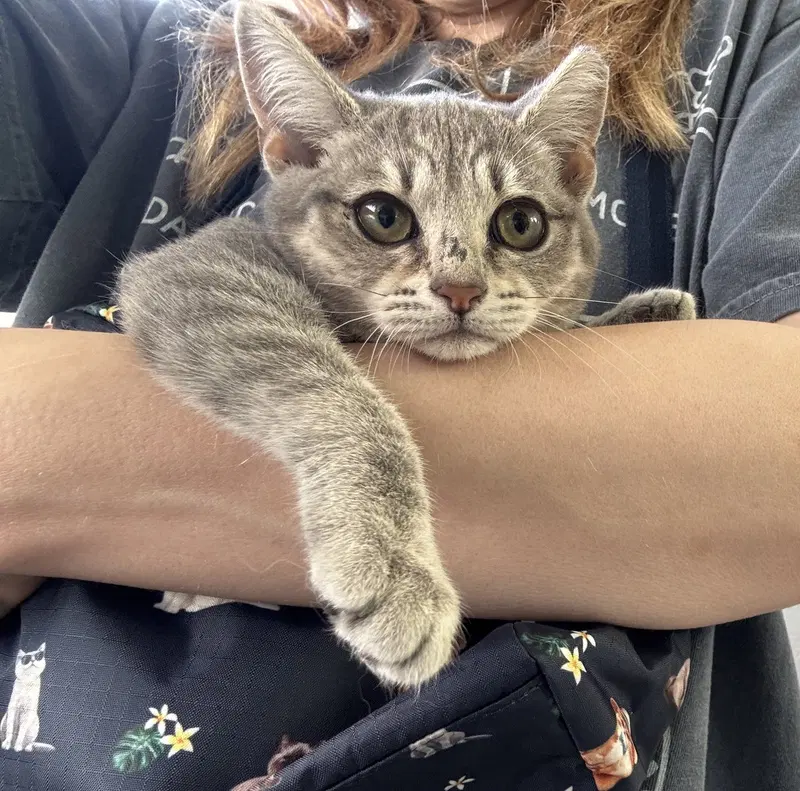 Louisianna, a female kitten up for adoption