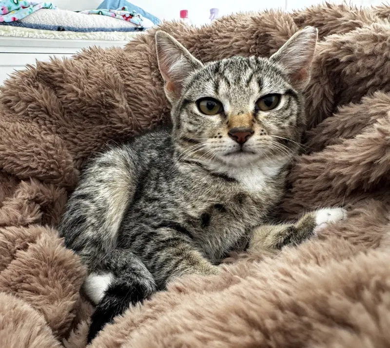 Thelmabelle, a female kitten up for adoption