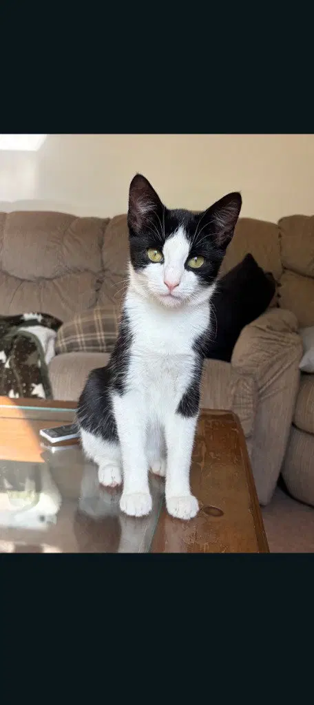 Katana, a female American Shorthair kitten up for adoption