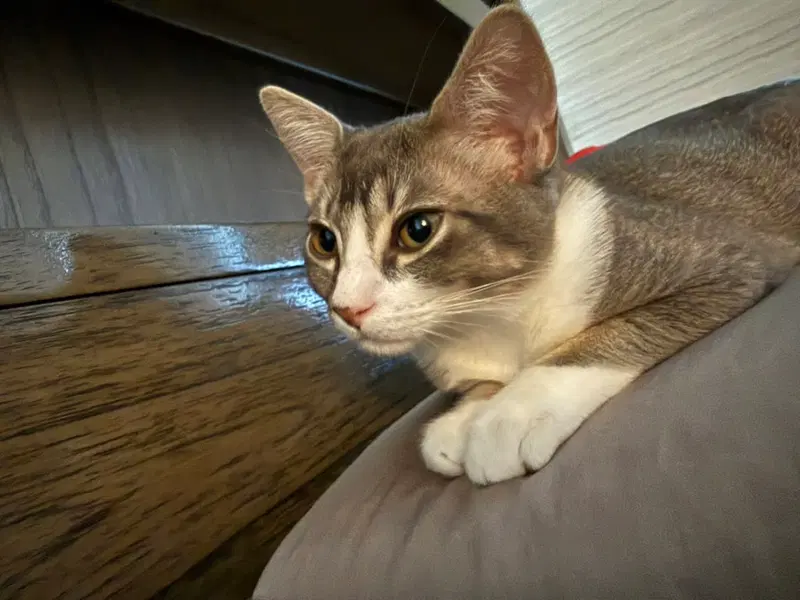 Dobby & Kreacher, adult cats up for adoption