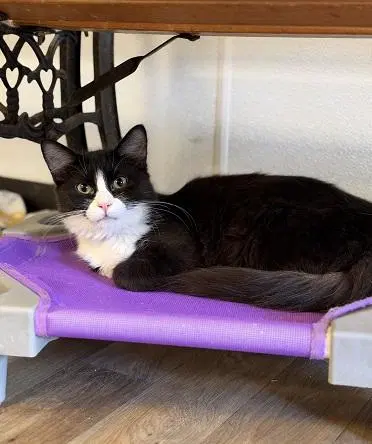 Cat, a young male Tuxedo cat up for adoption
