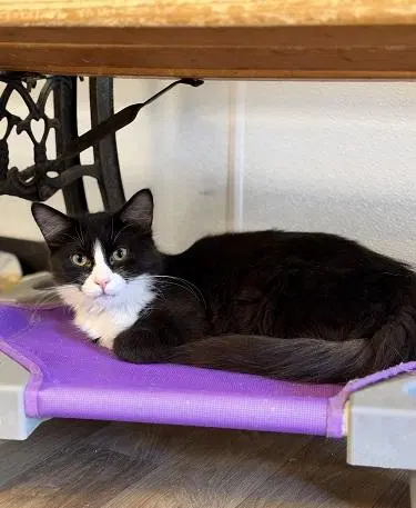 Cat, photo 2