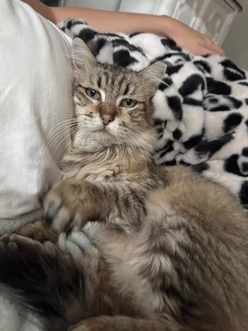 Mandy, an adult female cat up for adoption