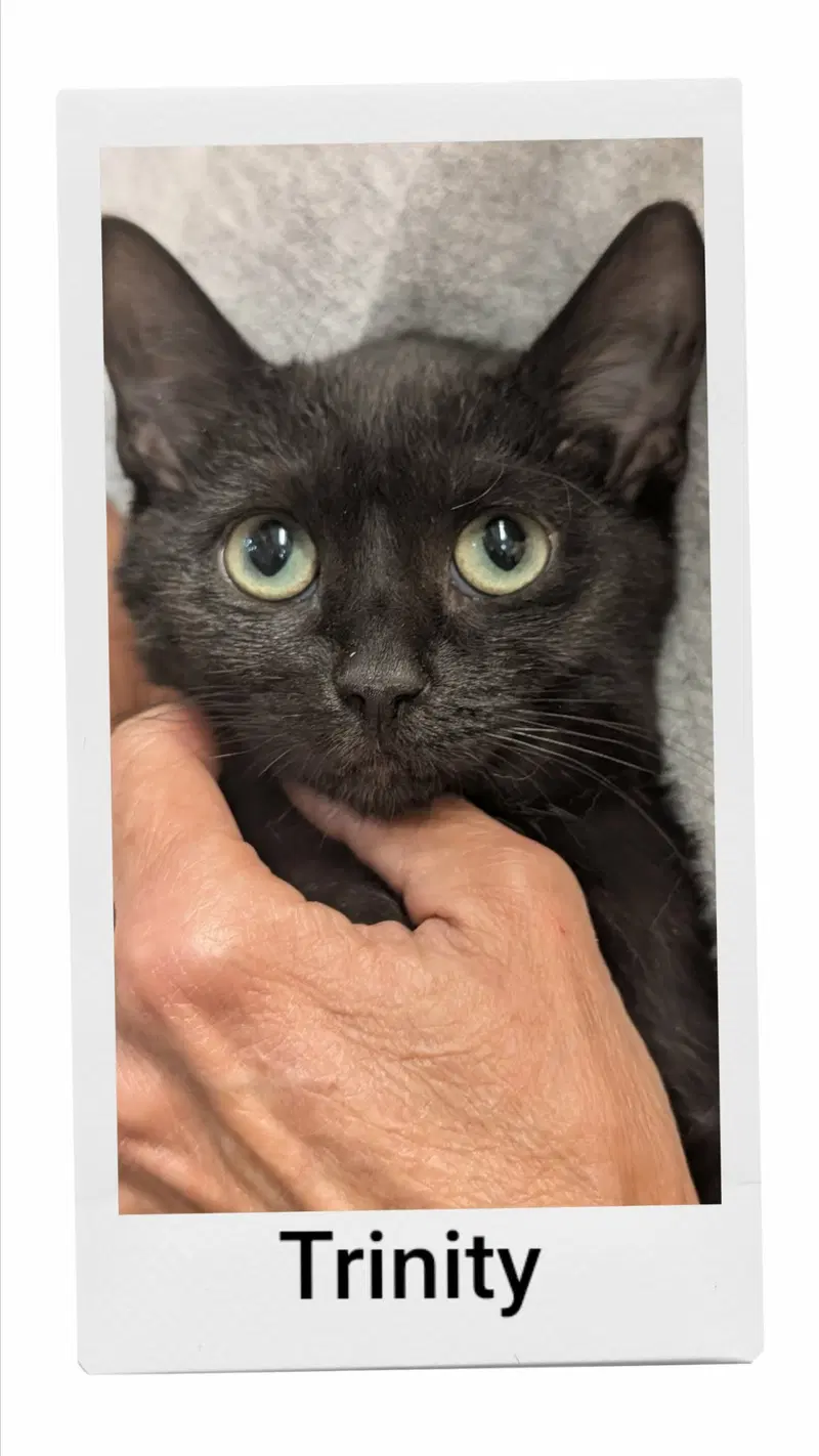 Trinity, a female cat up for adoption