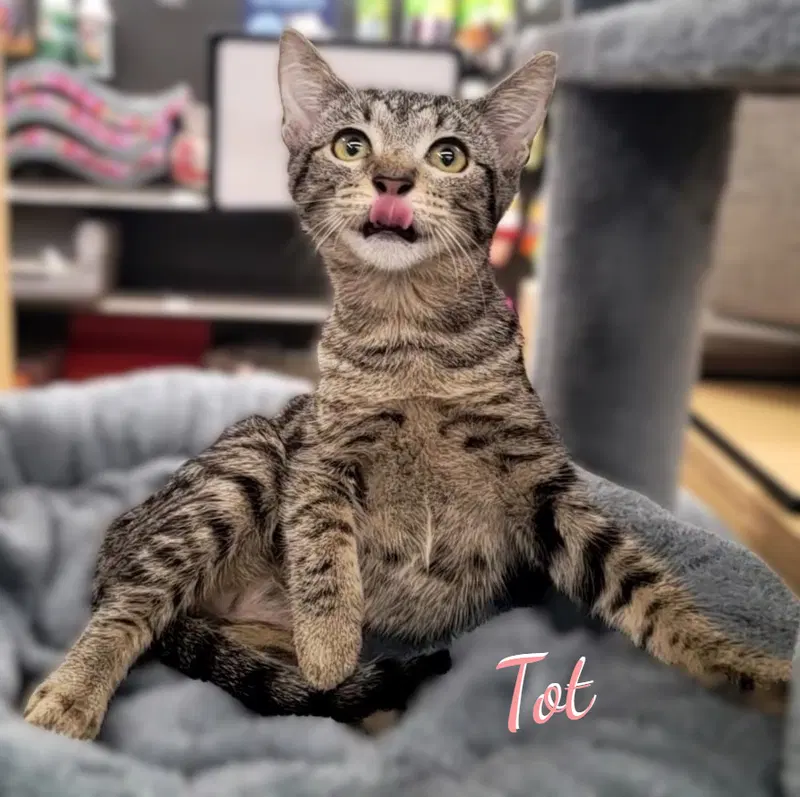Tot, a female Tabby kitten up for adoption