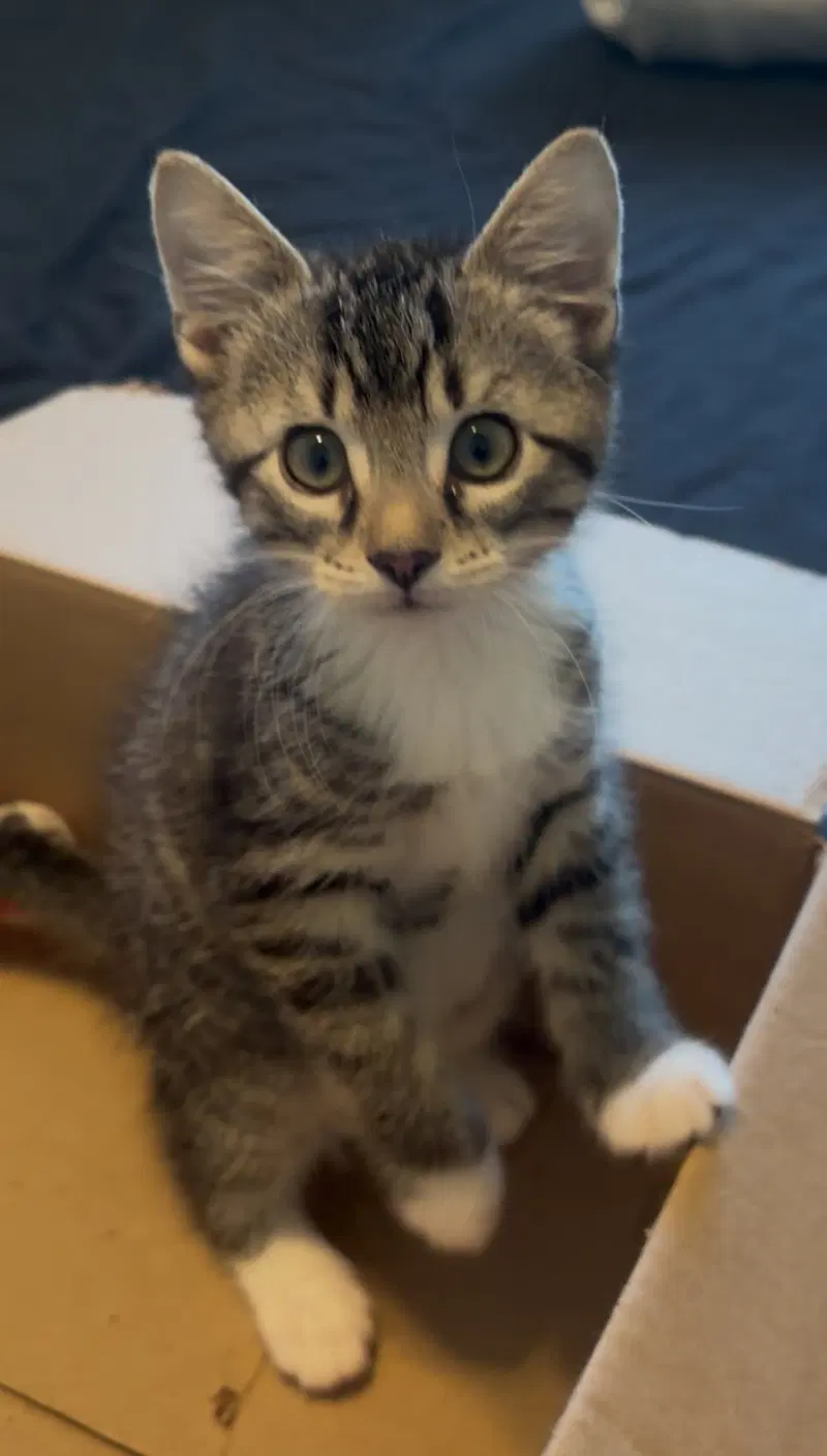 Hickory, a male Tabby kitten up for adoption