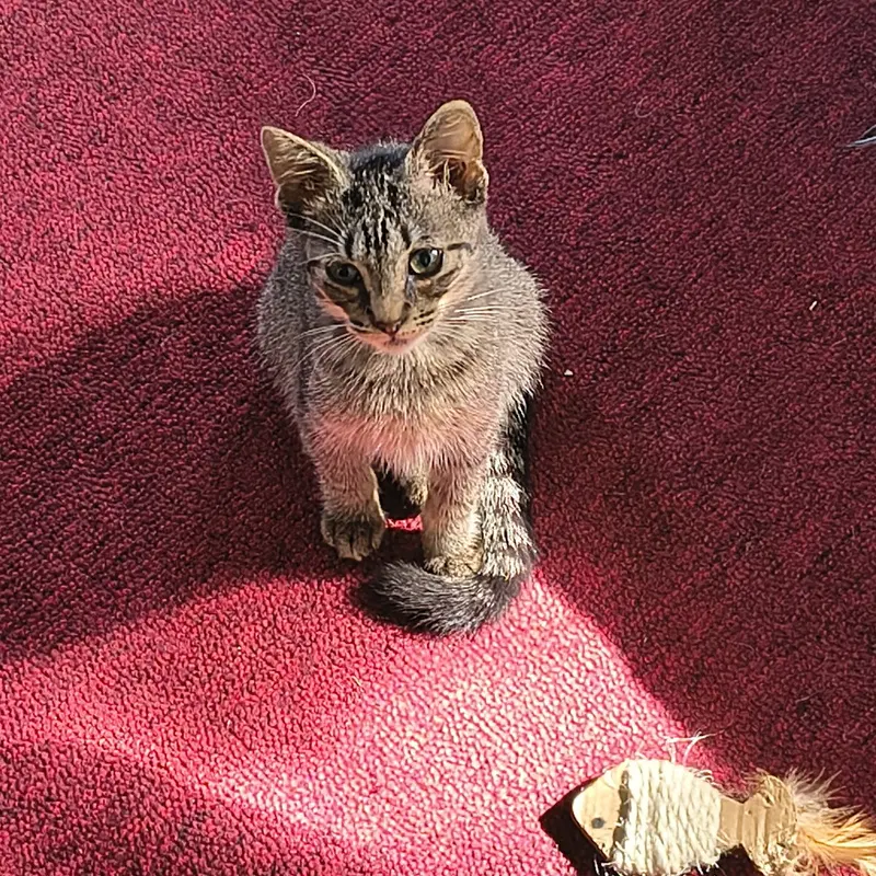 Bo, a young male cat up for adoption