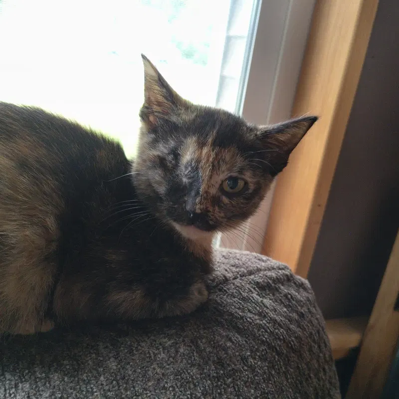 Peep, a young female cat up for adoption