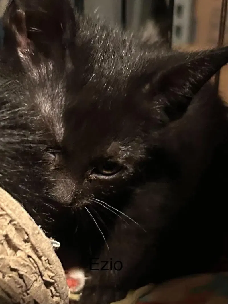 Ezio, photo 3