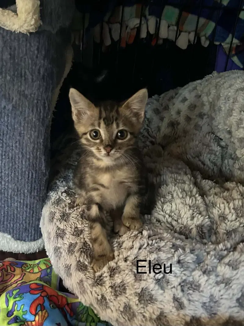 Elue, photo 3