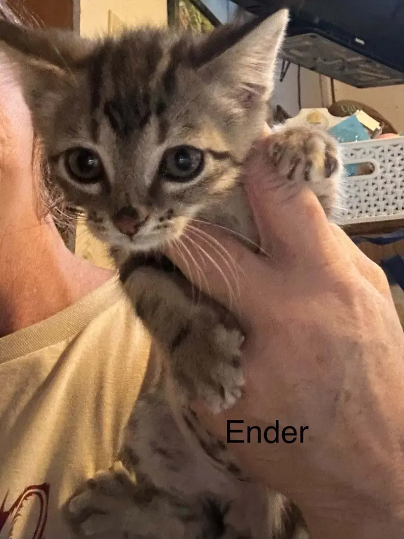 Ender, photo 2