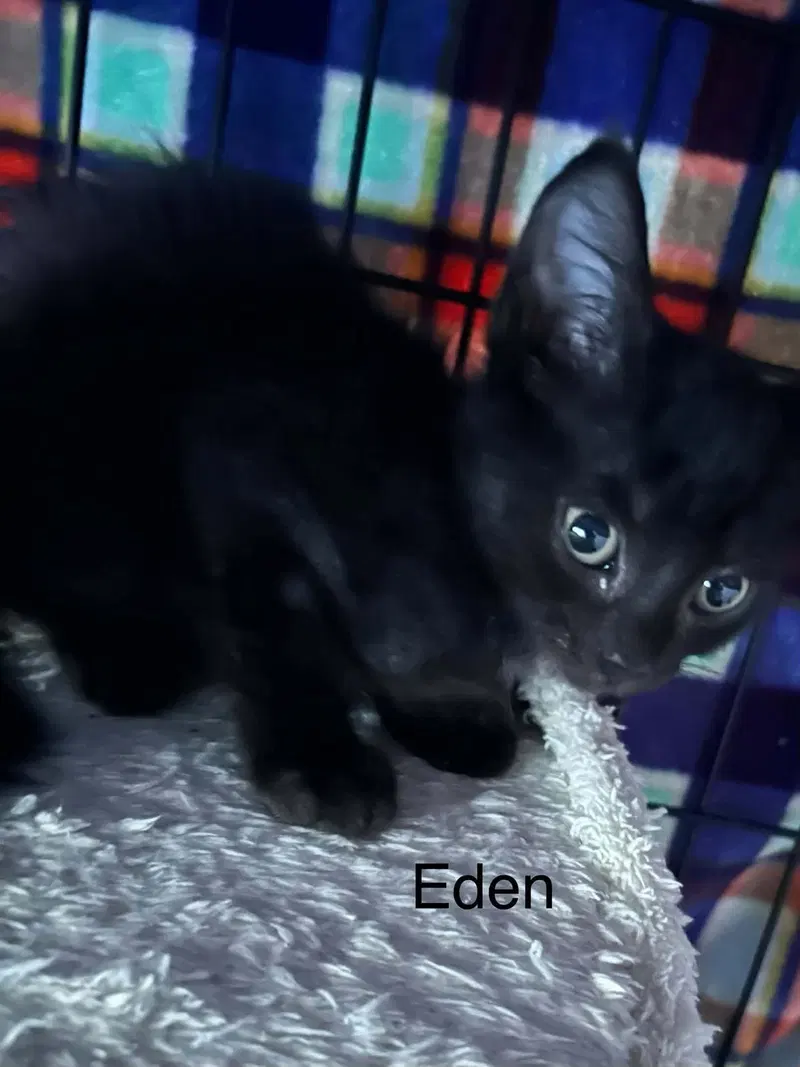 Eden, photo 2