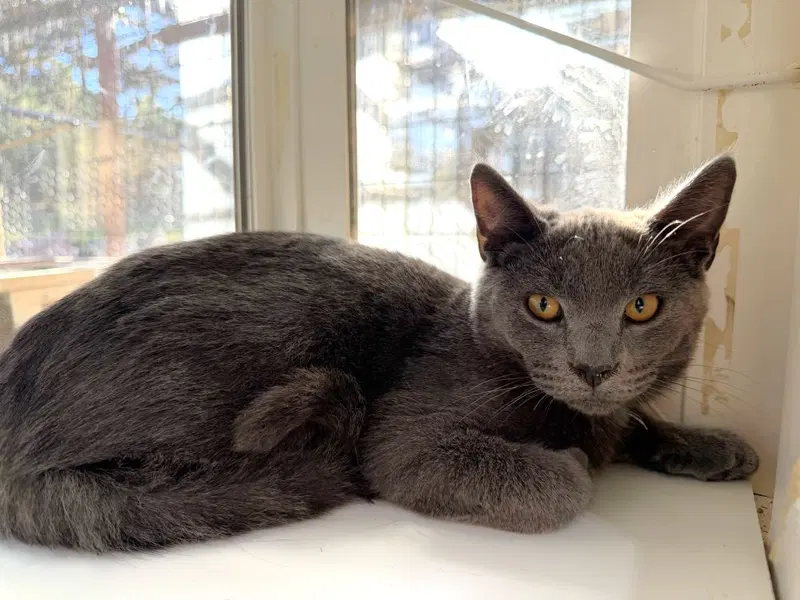 Vandham, a male kitten up for adoption