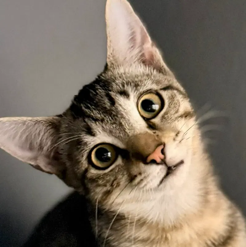 Sha-Nizzle, a male kitten up for adoption