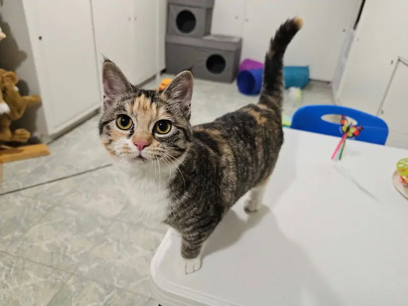 Lo Mein, a young female cat up for adoption