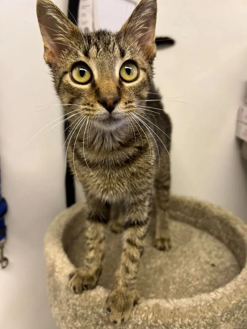 Bones, a young male cat up for adoption