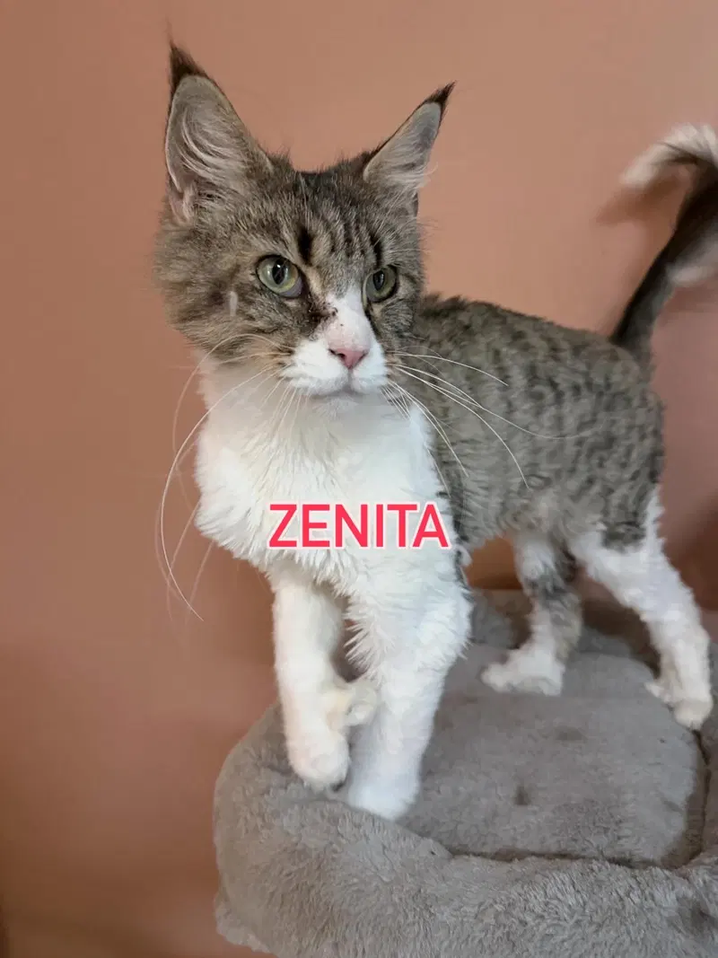 Zenita, an adult female Maine Coon cat up for adoption