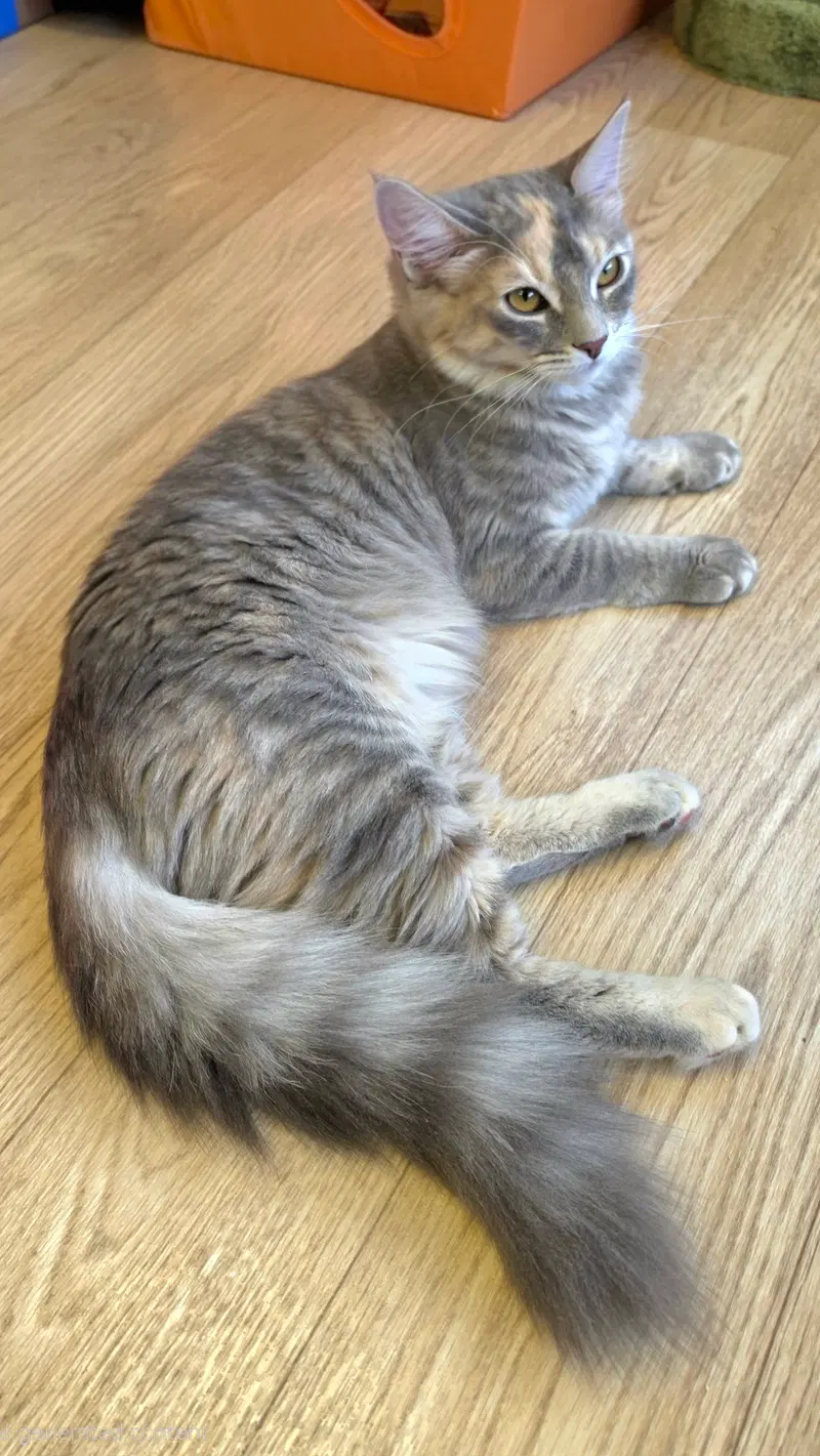 Coco, photo 3