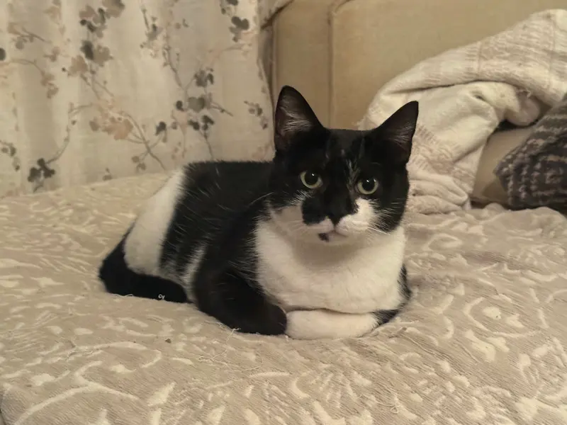 Oreo, an adult female cat up for adoption