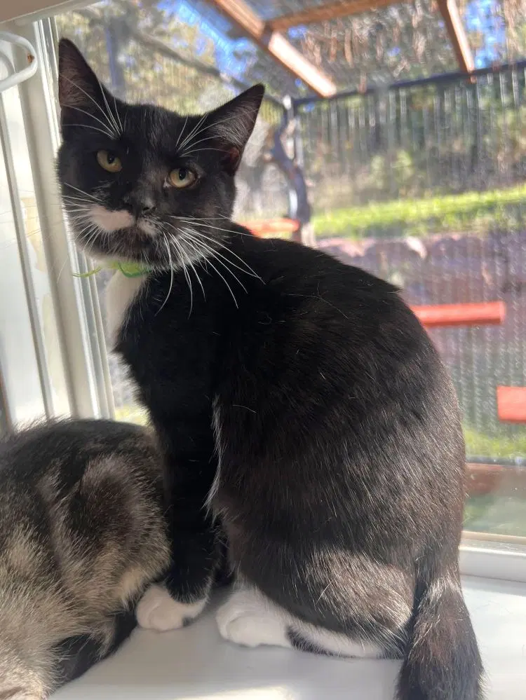 Voidspace, a female kitten up for adoption