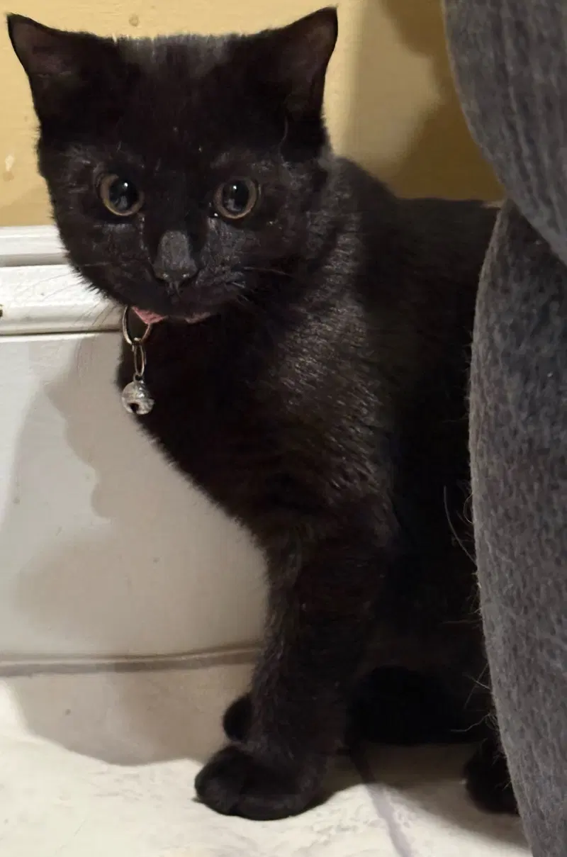 Callie, photo 2