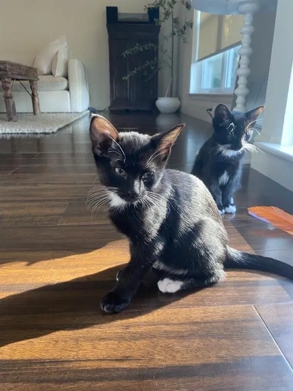Opossum, a male kitten up for adoption