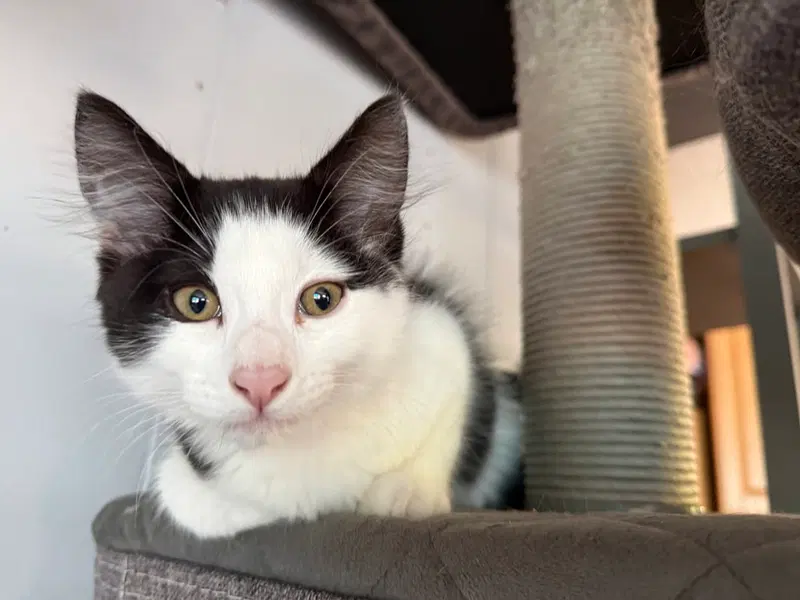 Bonbon, a male kitten up for adoption