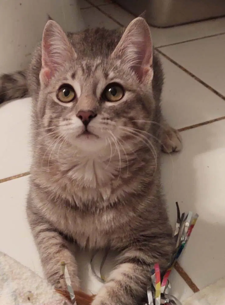 Elsie, a female kitten up for adoption