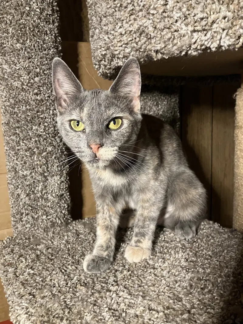 Misty, a young female cat up for adoption