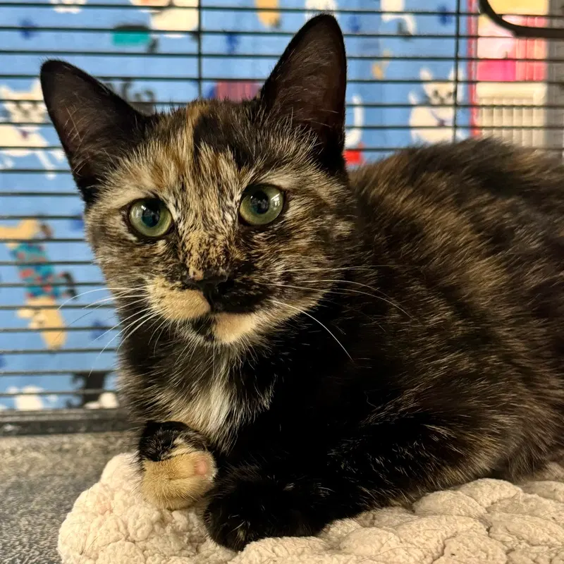 Posh, a young female cat up for adoption