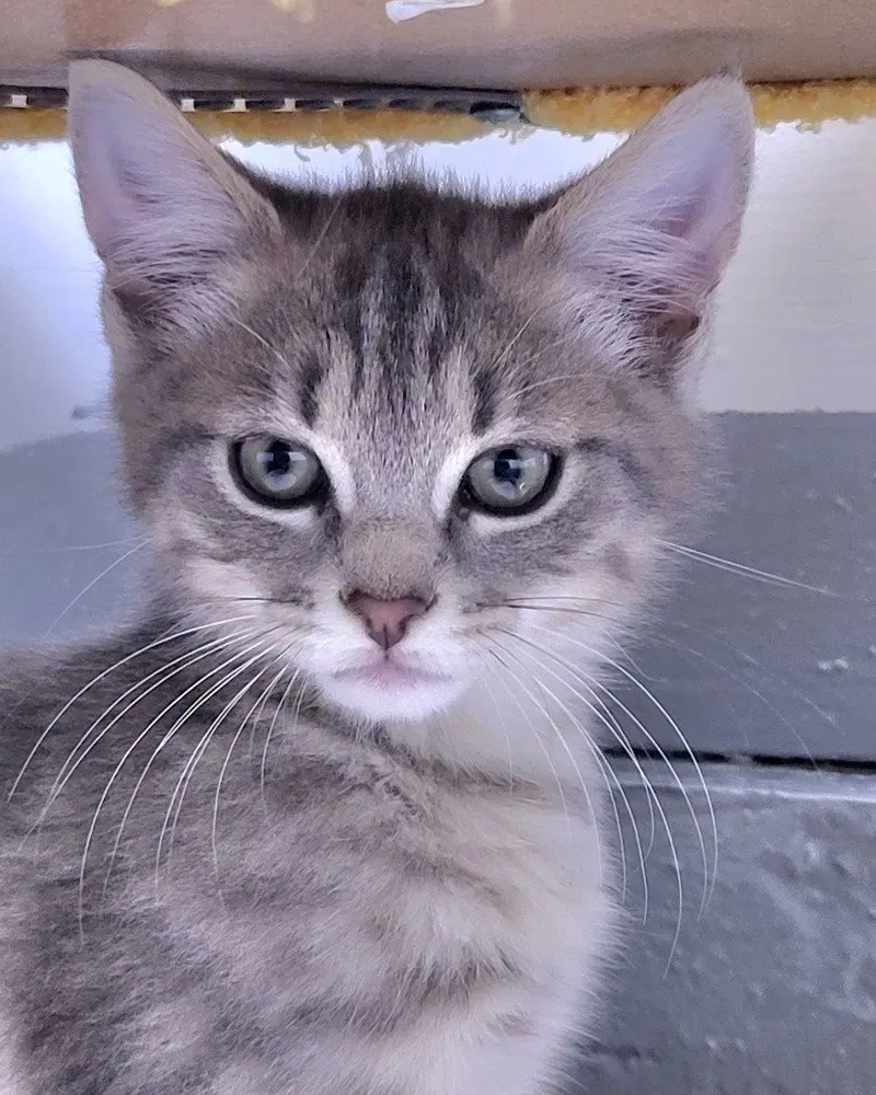 Graydon, a male kitten up for adoption