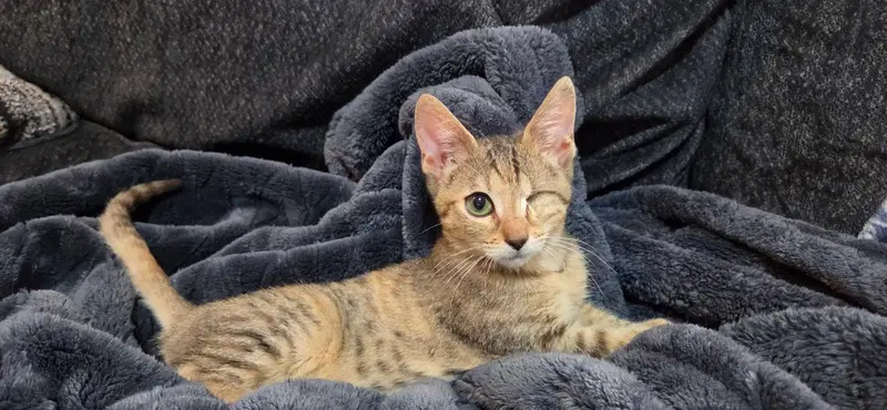 Ozzy, a young female Tabby cat up for adoption