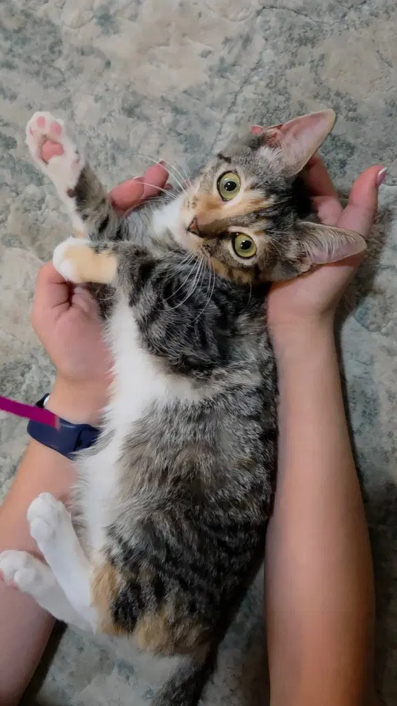 Renesemee, a young female cat up for adoption