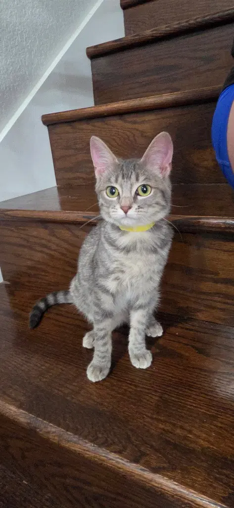 Gloria, a young female cat up for adoption