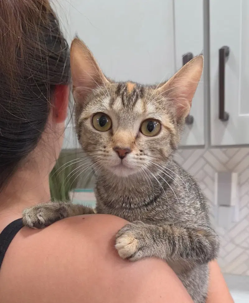 Gia, a young female cat up for adoption